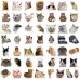  Anvianthor Cat Emoji Stickers, 50 pcs - Fun, Expressive Stickers for Kids, Teens, and Cat Lovers